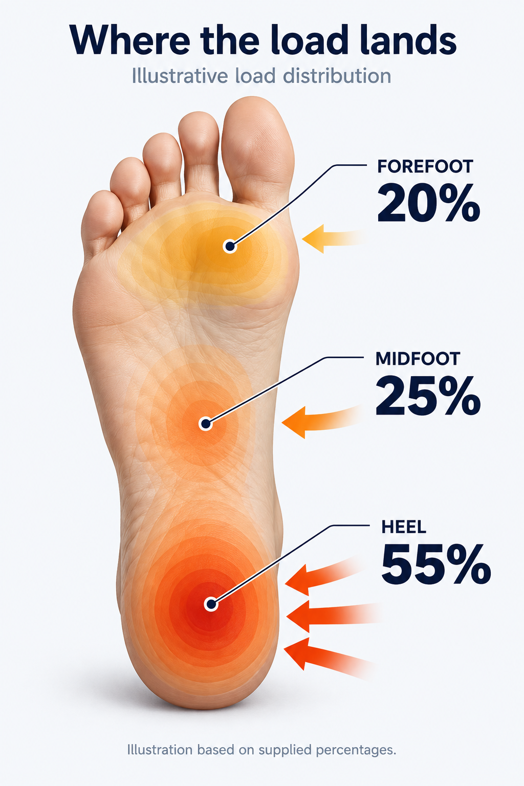 Illustrative load distribution on the sole of the foot: heel 55 percent, midfoot 25 percent, forefoot 20 percent